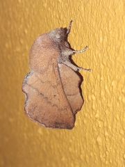 Phyllodesma suberifolia