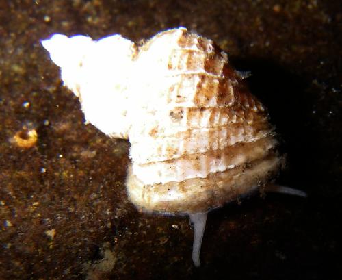 Ariadnaria borealis observed 2007-09-21