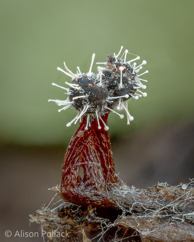 Polycephalomyces