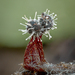 Polycephalomyces - Photo (c) Alison K Pollack, algunos derechos reservados (CC BY-NC), subido por Alison K Pollack