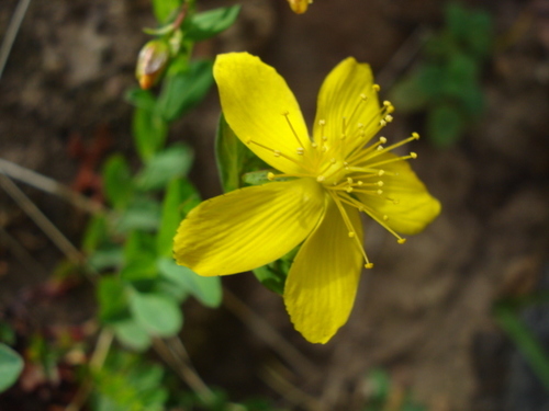 Hypericum australe image