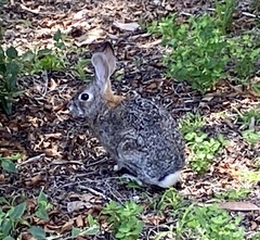 Sylvilagus audubonii