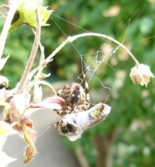 Vespidae