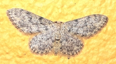 Idaea contiguaria