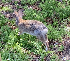Sylvilagus audubonii