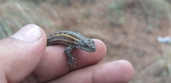 Sceloporus bicanthalis
