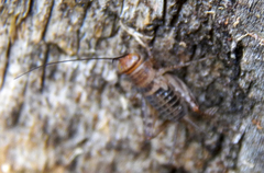 Neonemobius mormonius