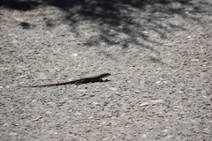 Aspidoscelis uniparens