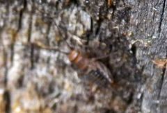 Neonemobius mormonius