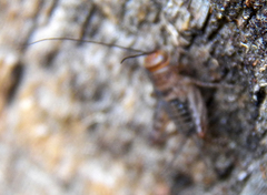 Neonemobius mormonius