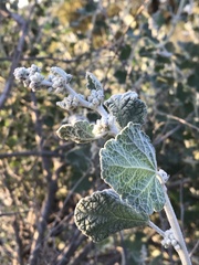 Malacothamnus hallii