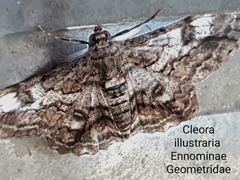 Cleora illustraria