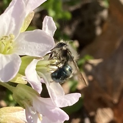 Osmia lignaria