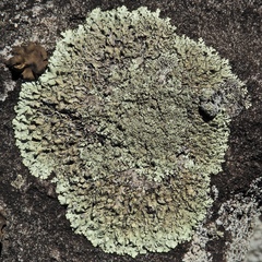 Xanthoparmelia hypofusca
