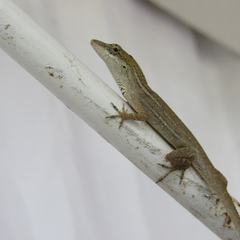 Anolis unilobatus