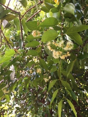 Syzygium syzygioides