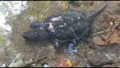 Chelydra acutirostris