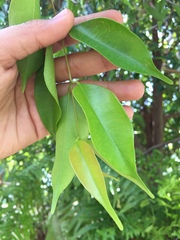 Syzygium syzygioides