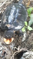 Chelydra acutirostris