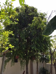 Syzygium syzygioides