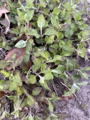 Calyptocarpus vialis