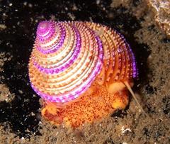 Calliostoma annulatum