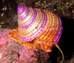 Calliostoma annulatum