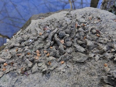 Dermatocarpon luridum