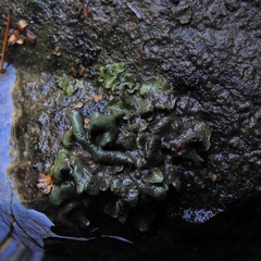 Dermatocarpon luridum