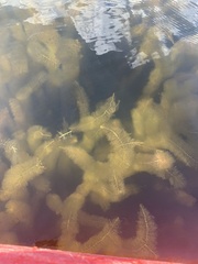 Ceratophyllum demersum
