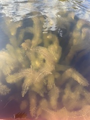 Ceratophyllum demersum