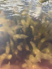 Ceratophyllum demersum