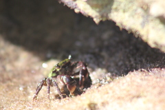 Pachygrapsus transversus