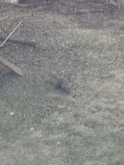 Sciurus carolinensis