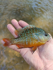 Lepomis megalotis