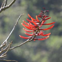 Erythrina flabelliformis