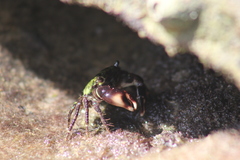 Pachygrapsus transversus