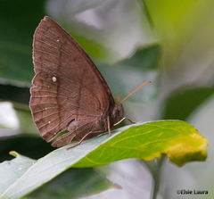 Forsterinaria quantius