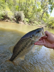 Micropterus henshalli