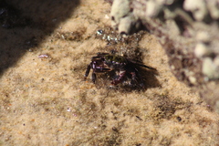 Pachygrapsus transversus