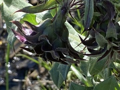 Cirsium fontinale