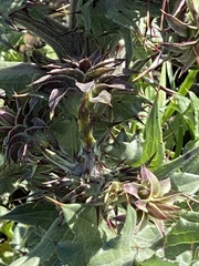 Cirsium fontinale