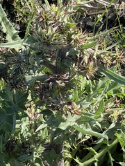 Cirsium fontinale