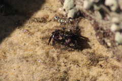 Pachygrapsus transversus