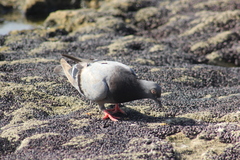 Columba livia domestica