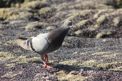 Columba livia domestica