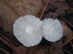 Heliomyces decolorans