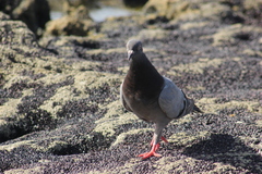 Columba livia domestica