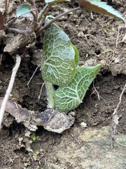 Asarum canadense