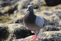 Columba livia domestica